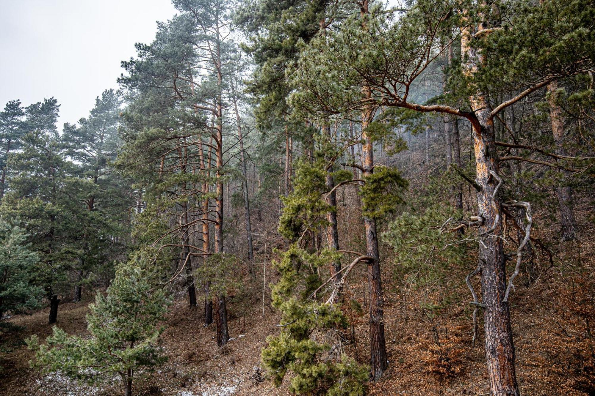 Carpentiere Arena Hotel Răşinari Eksteriør billede
